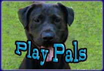 Play Pals