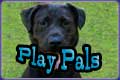 Play Pals