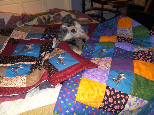 Mojo with Blue Merle Border Collie quilts